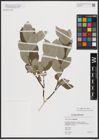 Foto von Salix caprea subsp. caprea L.